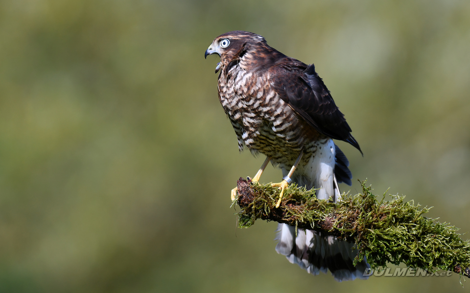 Eurasian sparrowhawk (Accipiter nisus)